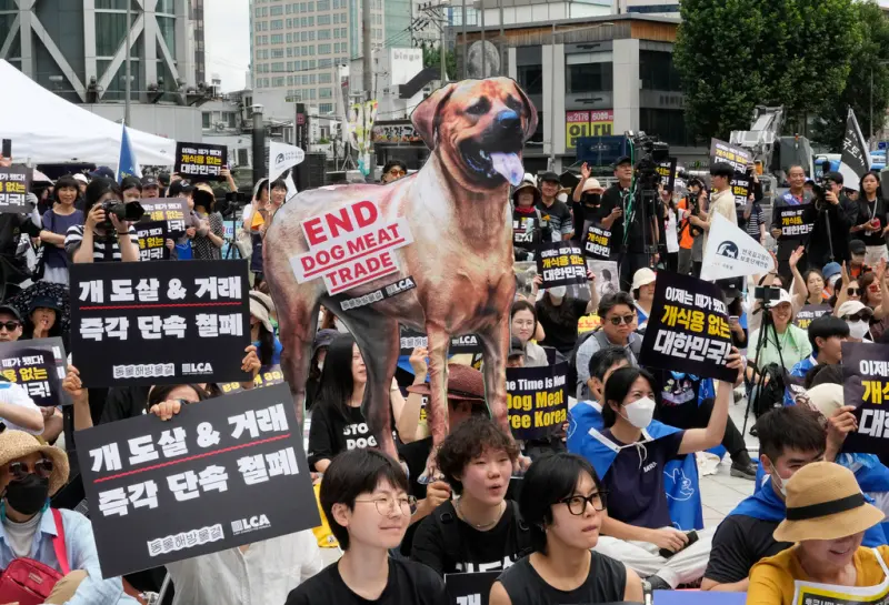 ▲韓國國會今（9）通過立法禁止販賣狗肉，預計於2027年全面落實執行。圖為韓國動物權益運動人士聚集在首爾抗議，反對吃狗肉文化。（圖／美聯社／達志影像）