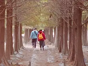 ▲網路聲量第一名為台南六甲的「落羽松森林」，因位在「菁埔埤」旁，如詩如畫的水景搭配沿著步道生長的落羽松。（圖／翻攝google地圖評論）