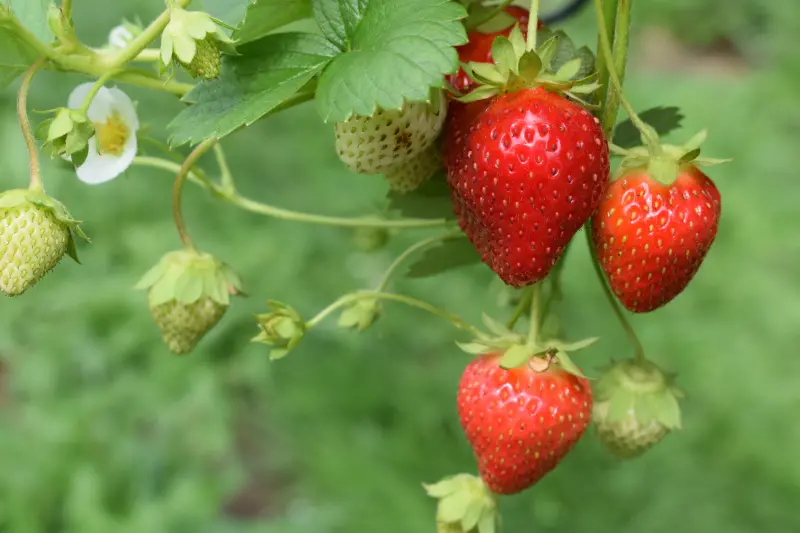 ▲草莓真正的台語念法不是「刺波」（tshì-pho），而是另有其他兩種正確讀音。（圖／Unsplash）