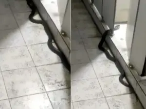 影／「男廁裡有蛇！」70cm眼鏡蛇鑽廁間　下秒慘叫：隔螢幕都恐懼
