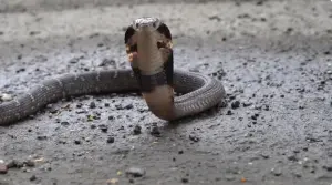▲台北河堤的路旁有中華眼鏡蛇出沒。(圖/翻攝史考特Walking Wild YouTube) ▲台北河堤的路旁有中華眼鏡蛇出沒。(圖/翻攝史考特Walking Wild YouTube)