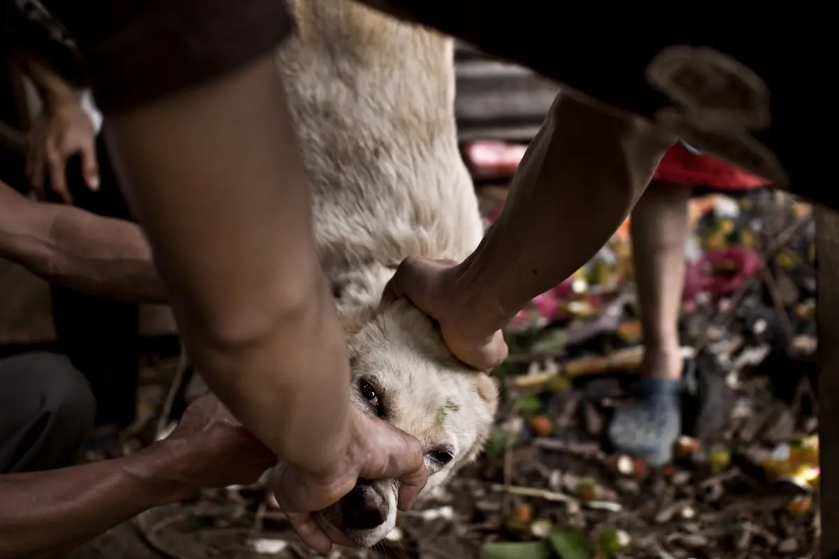▲越南「食狗文化」歷史悠久，數據顯示，越南每年有500萬隻犬隻遭宰殺吃掉。（圖／美聯社／達志影像）