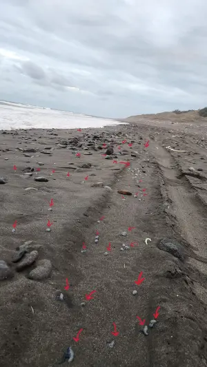 ▲七里溪出海口的沙灘上，竟充斥大量僧帽水母遺骸。（圖／取自《爆廢1公社》）