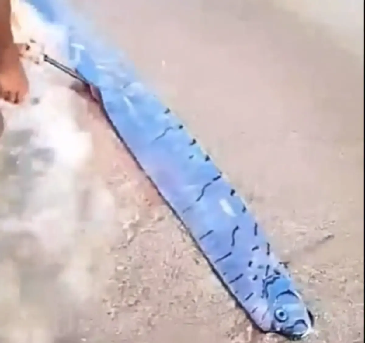 ▲近日一段地震魚現蹤的影片在多明尼加引發討論。（圖／擷取自影片）