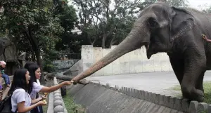 孤獨近50年！全球最悲傷大象去世　菲律賓網友哀悼
