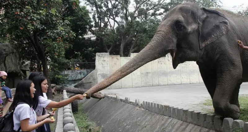 ▲有「最悲傷」大象之稱的「馬麗」，在馬尼拉動物園於11月28日去世。（圖／翻攝自臉書）