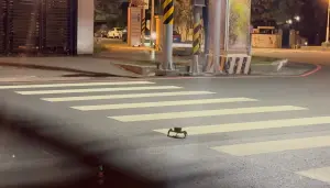 ▲網友在路邊遇到一隻螃蟹正在努力的過馬路，不僅是綠燈行，還走在班馬路上。（圖/路上觀察學院）