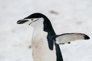打瞌睡之神！研究：南極企鵝「每天度咕1萬次」　每次只睡4秒鐘
