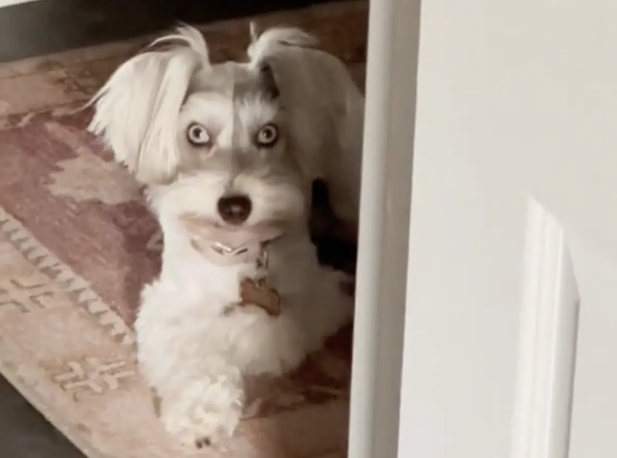 ▲國外一隻雪納瑞狗狗擁有一雙激似人類的雙眼，炯炯有神的眼睛和毛茸茸的小小身軀形成強烈對比，躲在角落時更像在進行恐怖密謀。（圖／翻攝自TikTok＠scarlett.and.moxie）