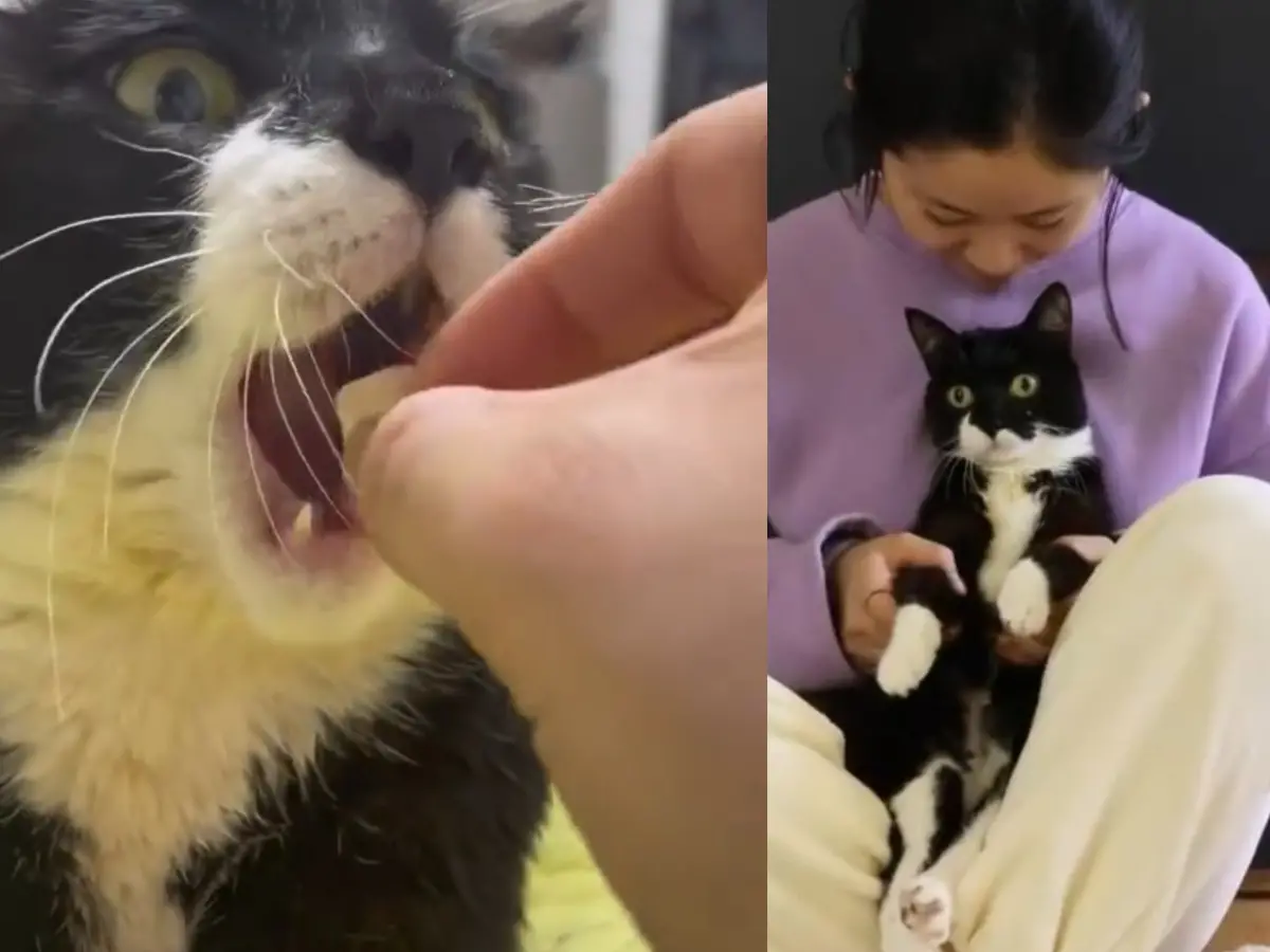 ▲賓士貓張大嘴等投餵，乖乖吃飯萌樣爆紅。（圖／翻攝萌寵物愛寶寶微博）