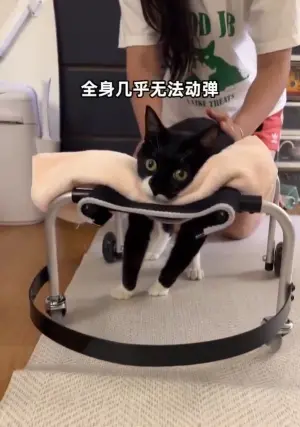 ▲主人經常幫賓士貓做復健,避免牠肌肉萎縮。(圖/翻攝萌寵物愛寶寶微博) ▲主人經常幫賓士貓做復健,避免牠肌肉萎縮。(圖/翻攝萌寵物愛寶寶微博)