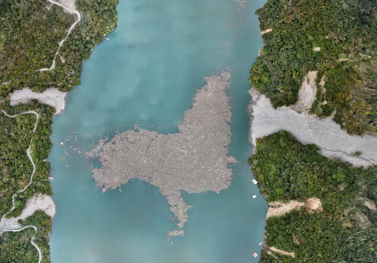 ▲今年8月卡努颱風重創南投仁愛鄉，生態學者蔡嘉陽近日就秀出霧社水庫空拍的畫面，竟發現漂流木堆積在水庫中，形狀如同一隻巨大的海獅。（圖／翻攝自蔡嘉陽臉書）