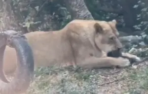 ▲壽山動物園也解釋，本次事件的野生幼猴因尚未具備足夠的經驗和應變能力，故無法第一時間逃離。（圖／社會事影音）