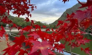 ▲奧萬大森林遊樂園區每年秋冬都有賞楓潮，不少遊客都會到此來朝聖，呼吸大自然的新鮮空氣。（圖/林業署提供）