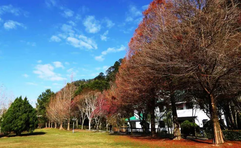 ▲位於南投的奧萬大森林遊樂園每年底都會有大片楓樹可以賞楓，吸引不少遊客。（圖/林務局全球資訊網）