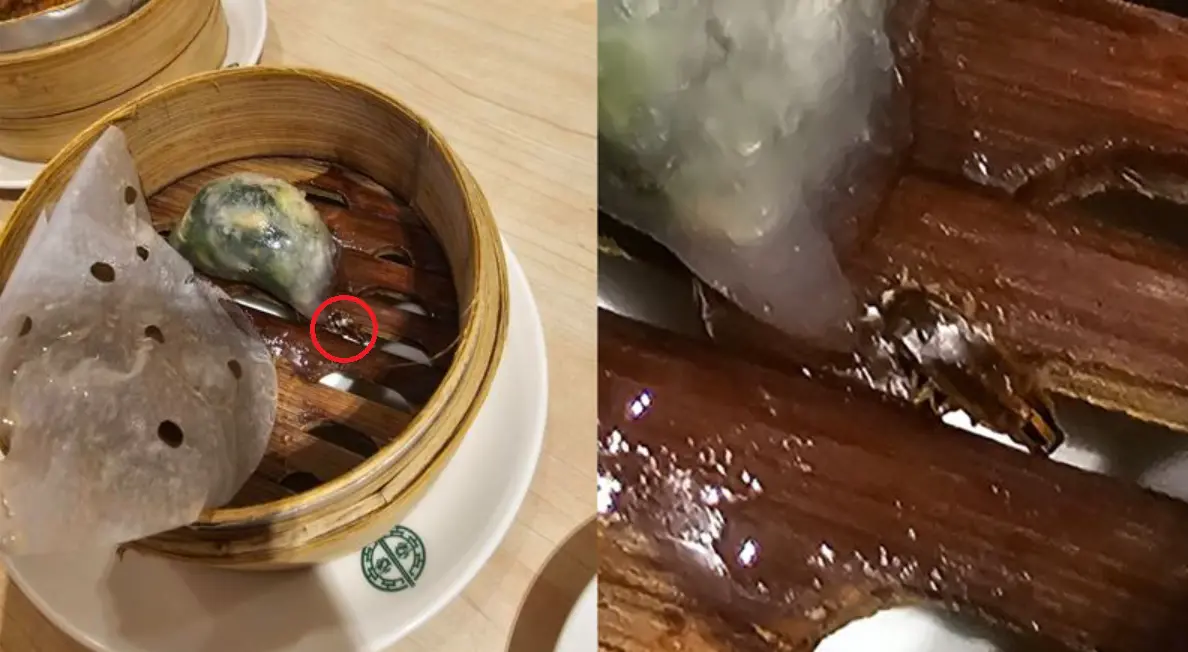 ▲有民眾爆料，在台南一間添好運用餐時，發現送上桌的蒸籠內，竟然有著一隻死蟑螂。對此，添好運營運商「和億生活集團」也在今（4）日做出回應。（圖／取自爆料公社二社）