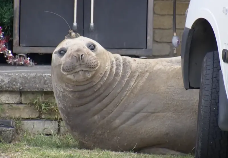 ▲奈爾擋住去路,害當地女子哈里斯無法順利將車子開出門,只能無奈打電話到公司請假。(圖/翻攝自YT)
