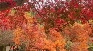 武陵農場「楓葉紅了」轉色7成！金黃水杉、落羽松　現場美照曝光
