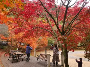 ▲國民賓館後方廣場一次捕捉黃、綠、紅、橙各種顏色交錯。（圖／翻攝自武陵農場 Wuling Farm FB）