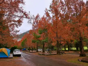 ▲露營區水杉已完全轉紅。（圖／翻攝自武陵農場 Wuling Farm FB）