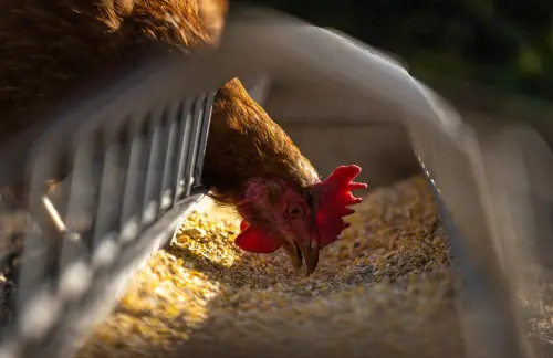 禽流感疫情+1！屏東土雞場2.1萬土雞遭撲殺　禽肉、雞蛋供應穩定
