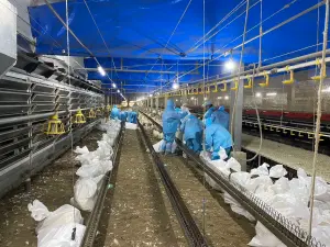 雲林白肉種雞場通報H5N1禽流感　2萬隻種雞被撲殺、銷毀近5萬顆蛋
