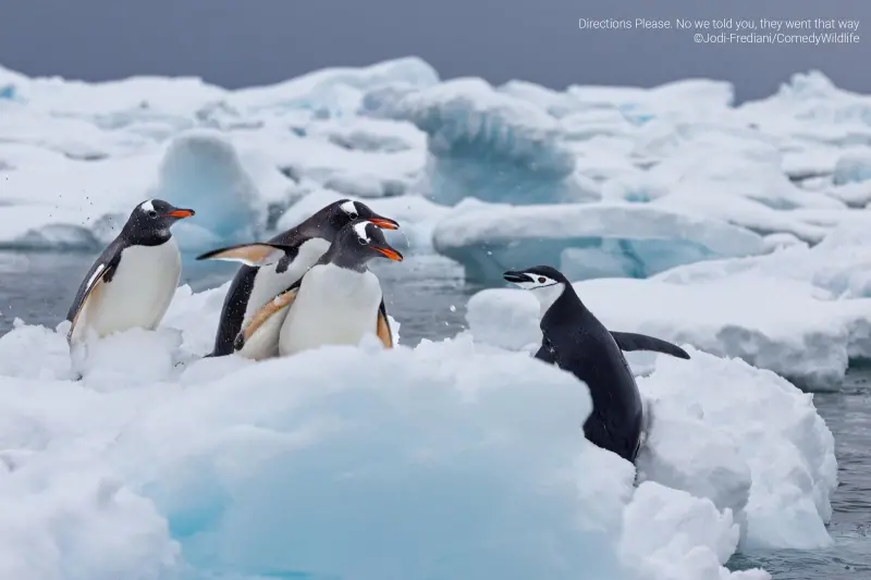 ▲看起來有一群企鵝因為迷路而吵架囉。（圖／取自Wildlife Photographer of the Year網站）