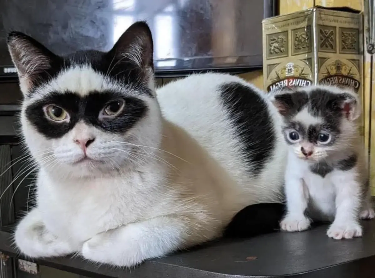 ▲Boy眼睛就像是「蒙面俠」蘇洛（Zorro)，日前牠的孩子出生，更直接遺傳了招牌眼罩！（圖／IG@iwhy_75）