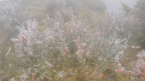 ▲霧淞是「過冷的水點撞擊暴露物體上迅速凍結」，形成白色或乳白色不透明冰粒聚積物，畫面相當美麗。（圖／中央氣象署提供）