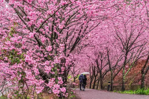 ▲武陵農場除了可以賞梅，更受矚目的是每年櫻花盛開季節，堪稱台灣賞櫻人氣王。（圖／可樂旅遊提供）