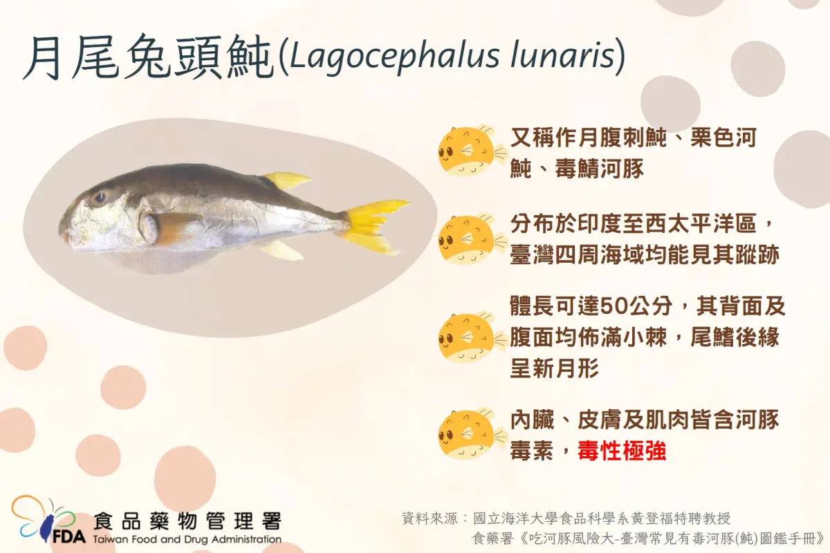 ▲衛福部食藥署今（6）日公布該案關鍵河豚品種，是帶有強烈毒性的「月尾兔頭魨」，吃2片生魚片就可能致死。（圖／食藥署提供）