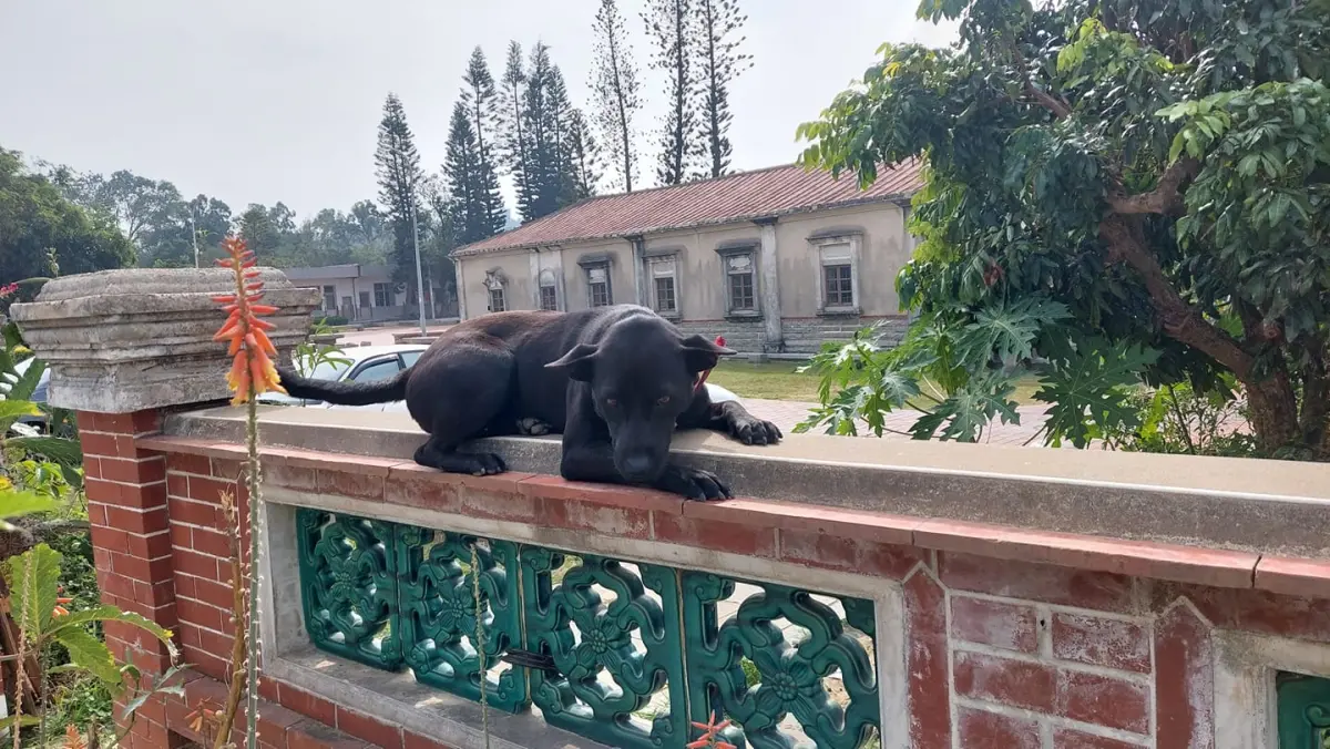 ▲金門這隻被鍊養的黑狗展現「上牆」絕技，網友笑虧牠從小被洗腦是貓。（圖／路上觀察學院臉書@洪世航）