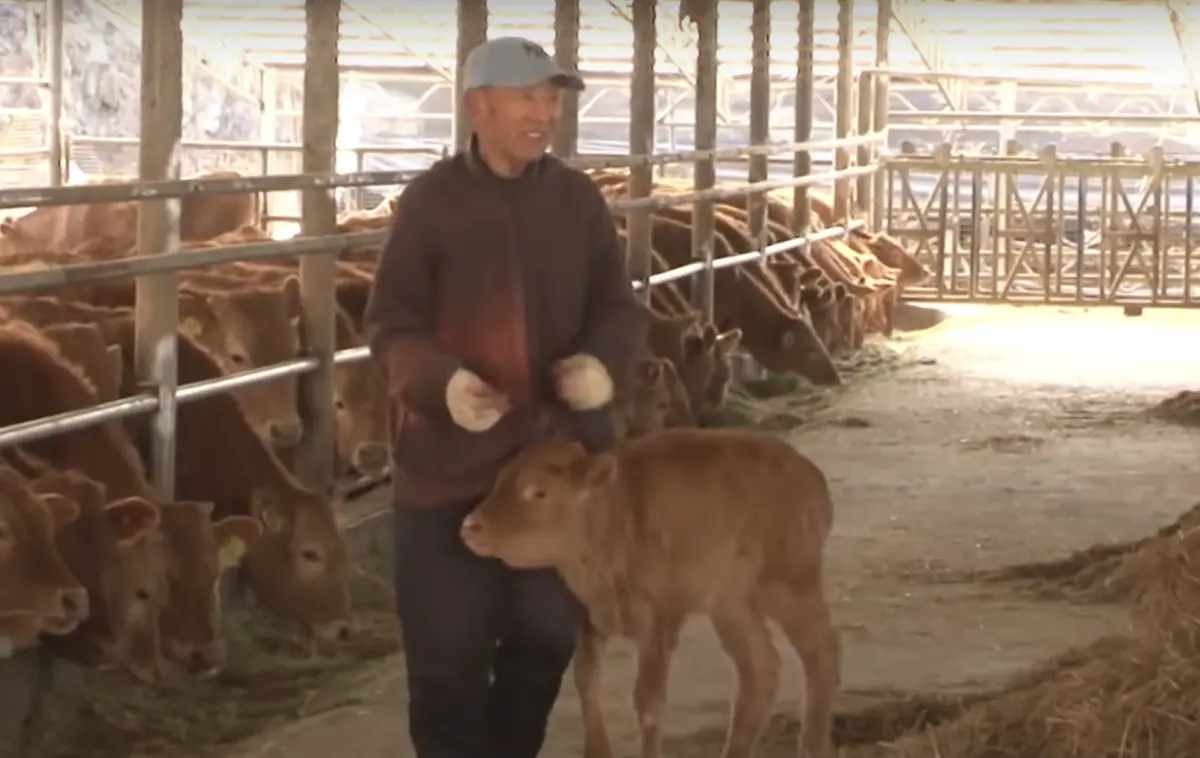 ▲南韓一座牧場多年前冬夜迎來一隻小牛的誕生，由於小牛身體孱弱被母牛拋棄，牧場主人便將小牛收編並細心照料，沒想到小牛竟從此變成了一隻狗，每天跟在主人身後形影不離。（圖／翻攝自「SBS TV동물농장x애니멀봐」YouTube頻道）