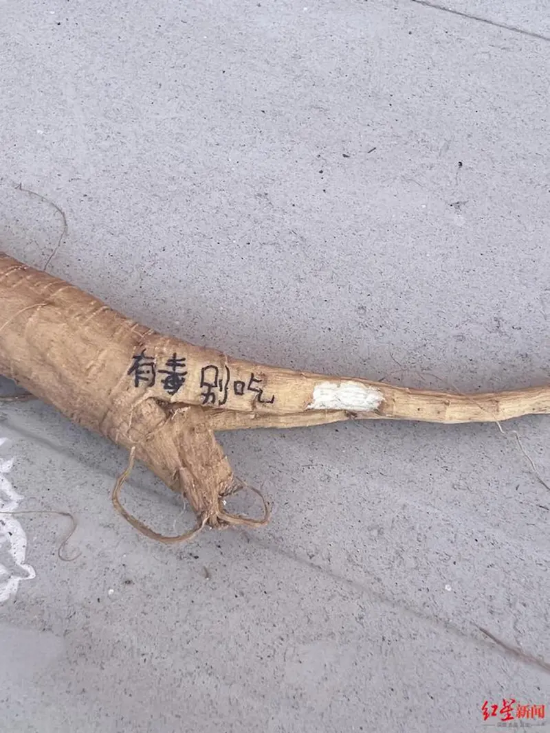 ▲根據小藝提供所食植物的切面、根莖照片,成都中醫藥大學附屬醫院藥劑科主管中藥師張婧判定是「商陸」。(圖/翻攝自紅星新聞)