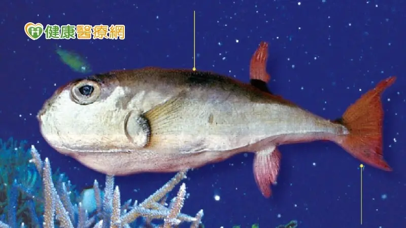 ▲南投食河豚中毒案檢驗出爐！「月尾兔頭魨」釀禍　最毒生魚片2片就可致死