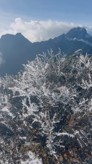▲玉山最低溫達攝氏零下8.2度，出現霧淞美景整片雪白