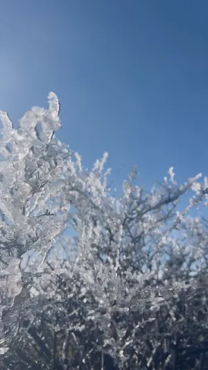 ▲玉山最低溫達攝氏零下8.2度，出現霧淞美景整片雪白。（圖／中央氣象署）