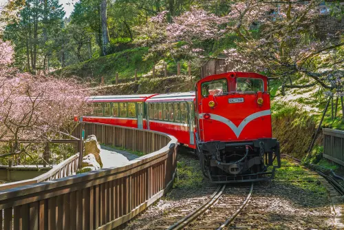 ▲阿里山也是知名的賞櫻景點，配上特有的高山鐵路，成為獨特風景。（圖／可樂旅遊提供）