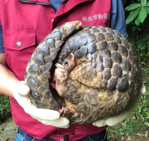 ▲保育類動物穿山甲在緊張時會捲曲成球狀。（圖 ／新北市政府動物保護防疫處提供）