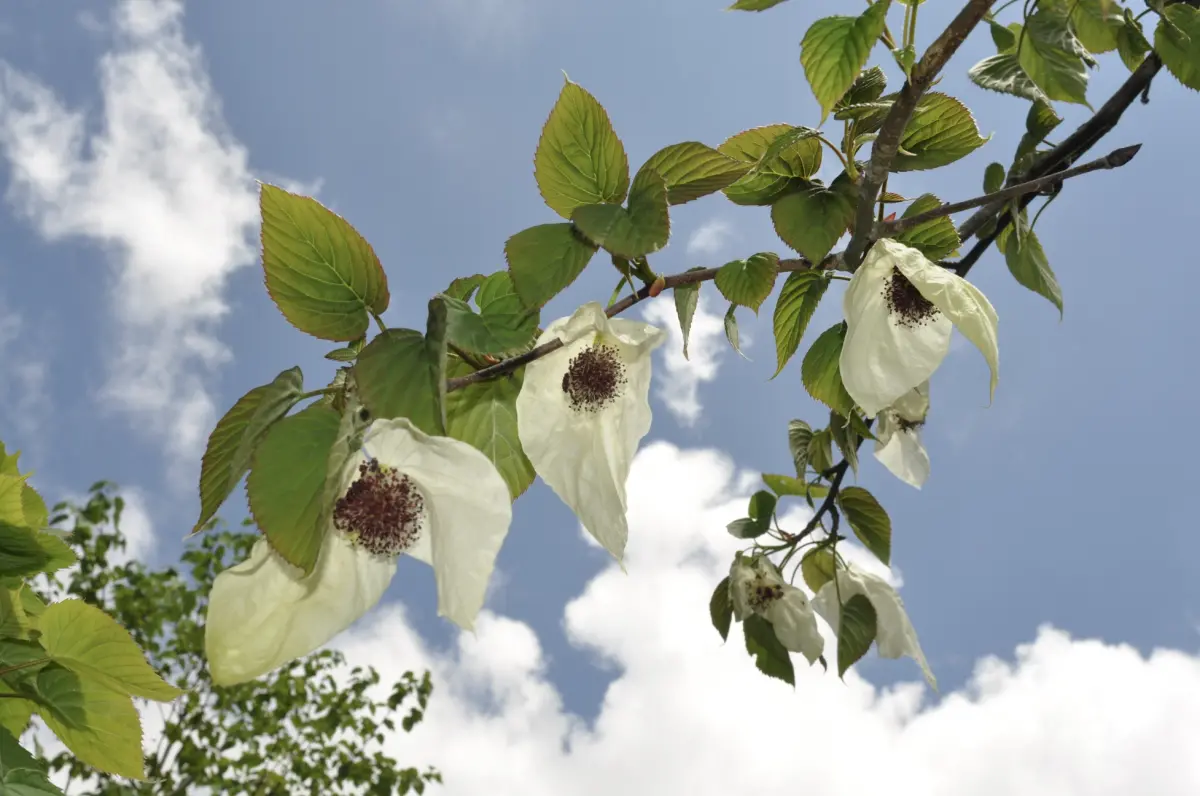 ▲「珙桐」通常於5月夏初之際開花，花瓣隨風飄逸時，就如同鴿子展翅飛翔，因此又被稱為「鴿子樹」或「手帕樹」。（圖／農業部提供）
