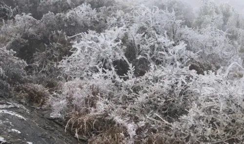 ▲合歡山國家森林遊樂園每年冬季都會有漂亮雪景，吸引不少遊客到此朝聖。（圖/Google評價）