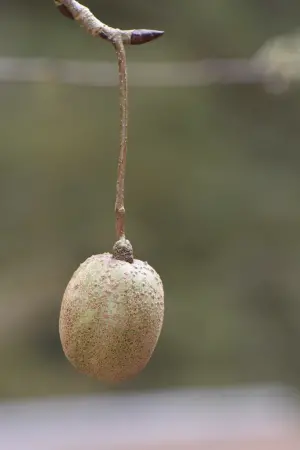 ▲鴿子樹的果實是長卵圓形的核果，外觀就像乒乓球大小的奇異果。（圖／農業部提供）