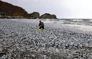 北海道海岸堆滿沙丁魚屍！綿延超過1公里　當地人震驚：前所未見
