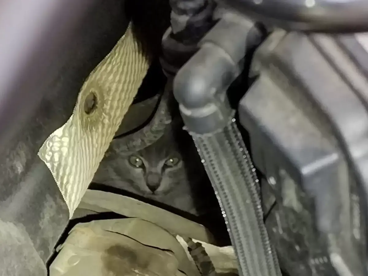 ▲美國一女子全家開車出遊，開了48公里突聽見引擎傳來尖銳噪音，持手電筒照引擎室檢查，驚見一隻如媒球般的小貓躲在深處狂叫。（圖／取自The Dodo）