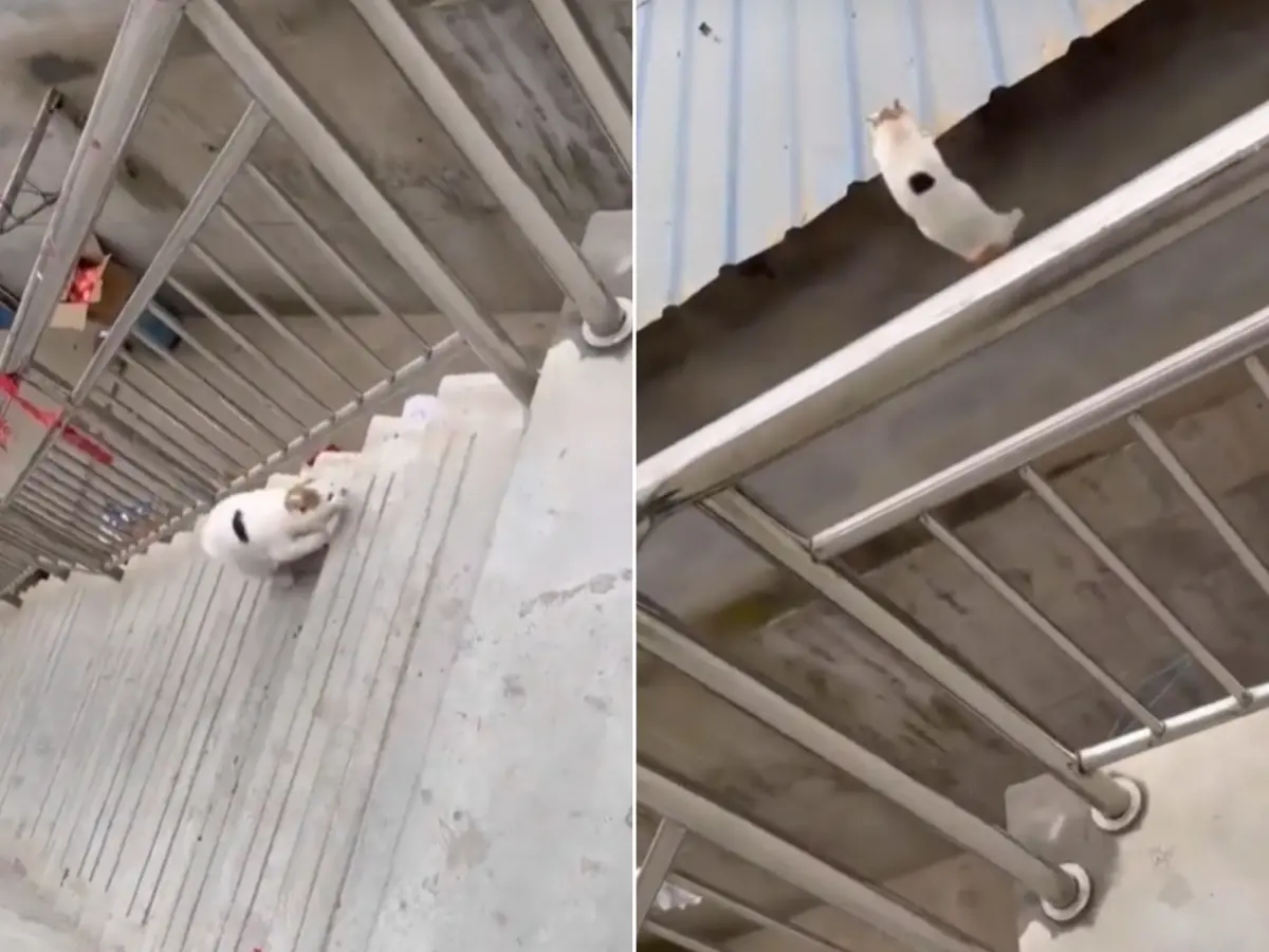▲這隻倔強「跑酷貓」堅持要飛躍到對面的鐵皮屋頂上，29秒內狠摔了3次也不放棄。（圖／翻攝TikTok@cloud119112）