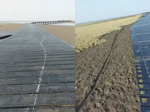 ▲高美濕地木棧道及保育區9日可見機車輪胎輾壓胎紋。（台中市政府提供）