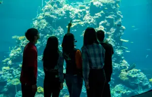 ▲國立海洋生物博物館成為台灣遊客評價最高的博物館，館內生物眾多，還有夜訪海生館行程。（圖／海生館官網）