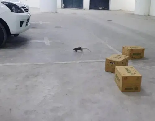 雙北漢他病毒今年已2例！疾管署示警老鼠活動4大熱區