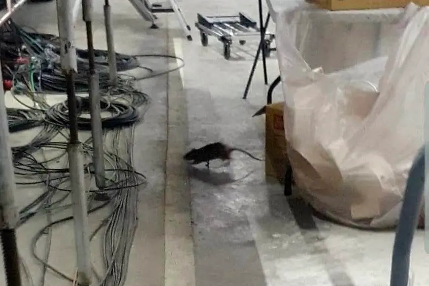 ▲大巨蛋有老鼠！地下轉播室驚爆鼠患危機。（圖／取自許淑華Hsu Shu-Hua官方臉書）