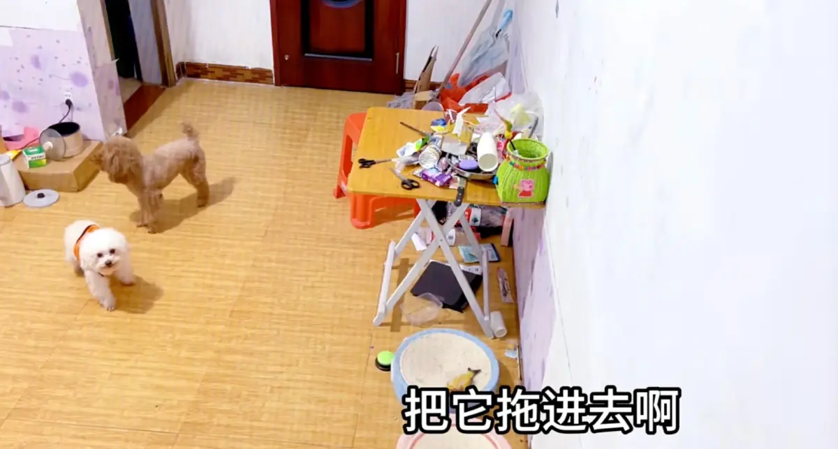 ▲一名飼主利用遠端監視器語音功能，跟貴賓狗「皮皮」直接對話，沒想到皮皮完美執行指令。（圖/YT@日常撸狗皮皮）